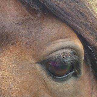 Through Horse's Eye