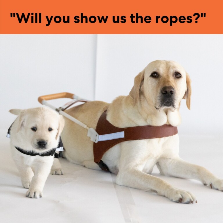 A guide dog in it's harness laying down, beside them is a puppy in its training vest walking towards the camera